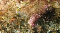 090 Doris tacheté mauve (Chromodoris luteorosea)